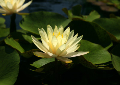 Nymphaea 'Texas Dawn'