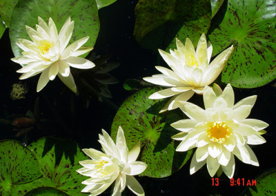 Nymphaea 'Texas Dawn'