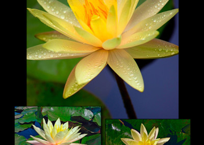 Nymphaea ‘Texas Dawn’