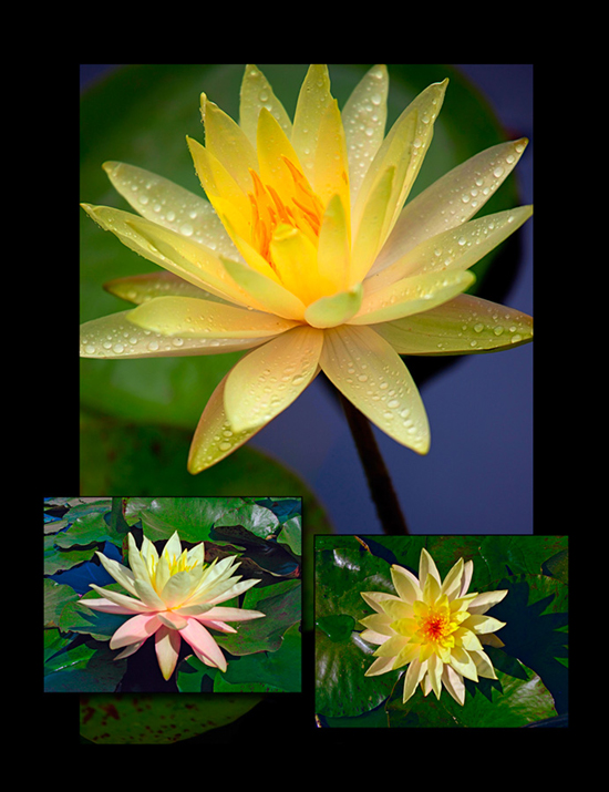 Nymphaea ‘Texas Dawn’