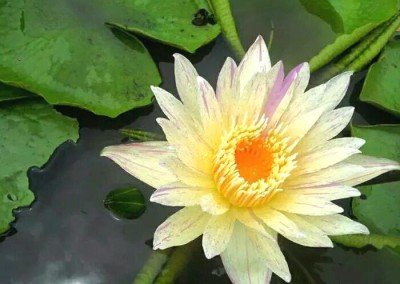 Nymphaea ‘Thong Prakai’ also known as Nymphaea ‘Gold Aura’