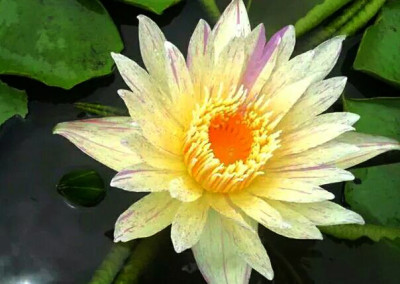 Nymphaea ‘Thong Prakai’ also known as Nymphaea ‘Gold Aura’