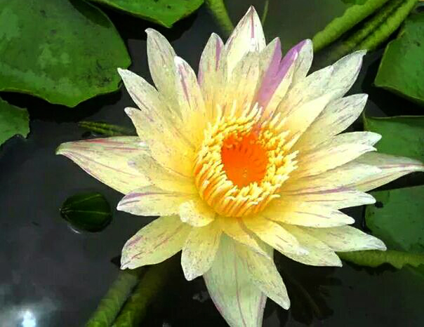 Nymphaea ‘Thong Prakai’ also known as Nymphaea ‘Gold Aura’