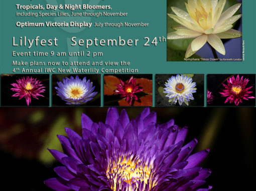 LilyFest 2016 News & Updates