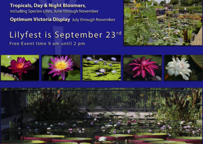 IWC LilyFest Banners & Posters Through the Years