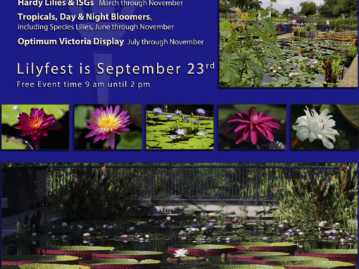 IWC LilyFest Banners & Posters Through the Years