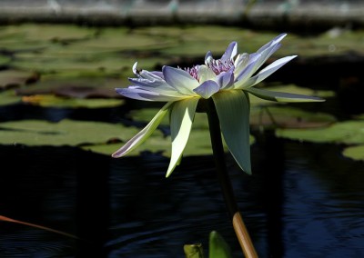 LilyFest 2012