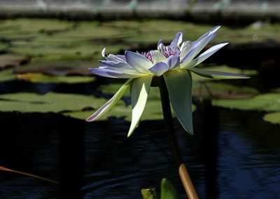 Nymphaea 'Tropical Illumination'