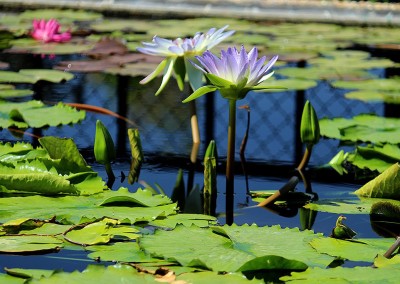 Nymphaea 'Tropical Illumination'