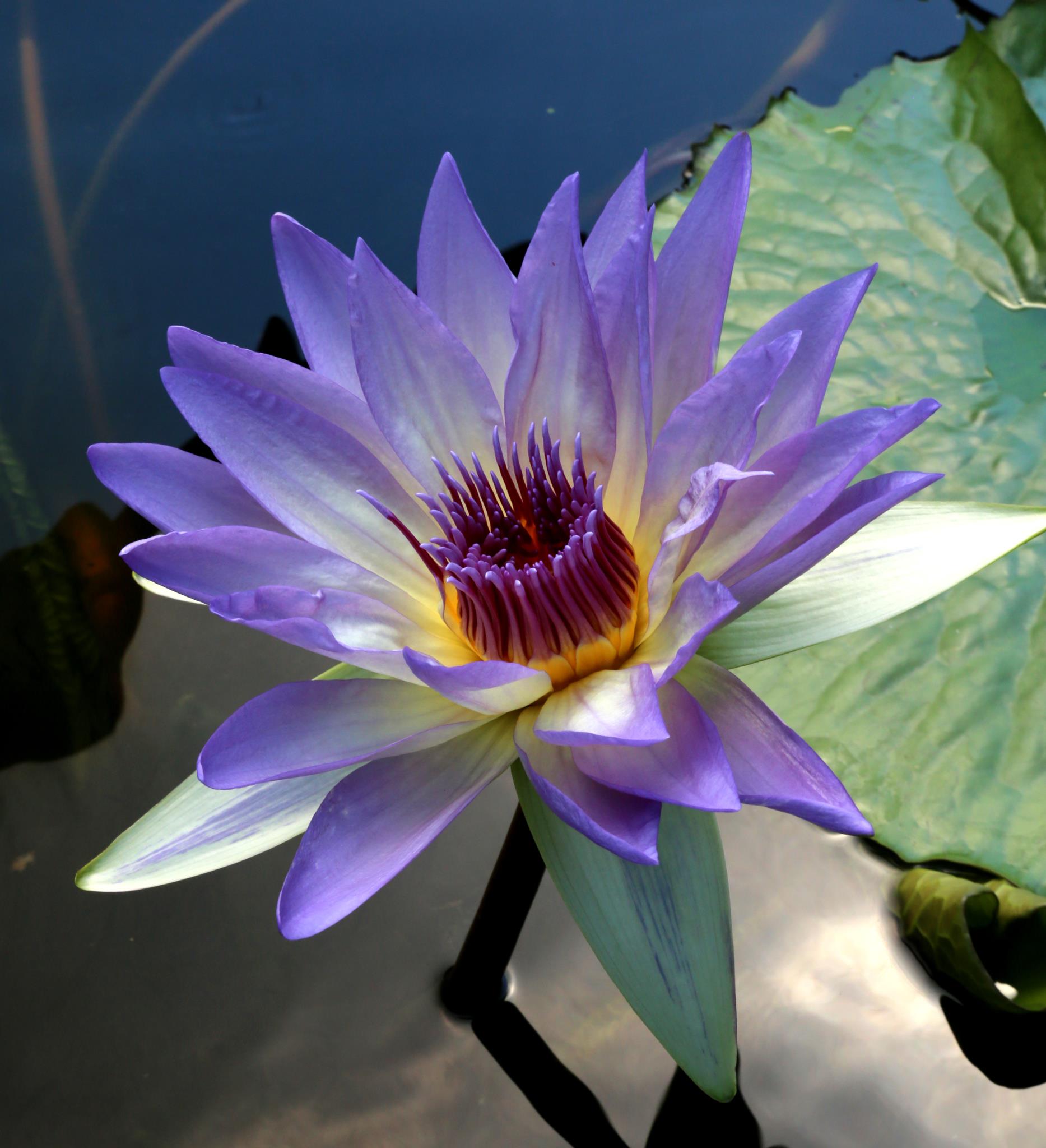 Nymphaea ‘Tropical Illumination’