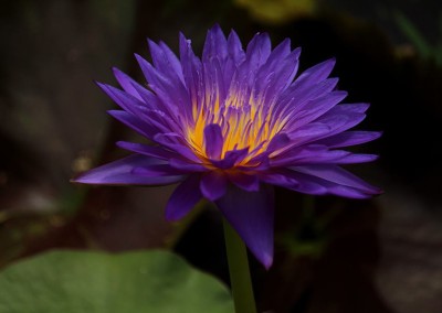 Nymphaea ‘Ultra Violet'