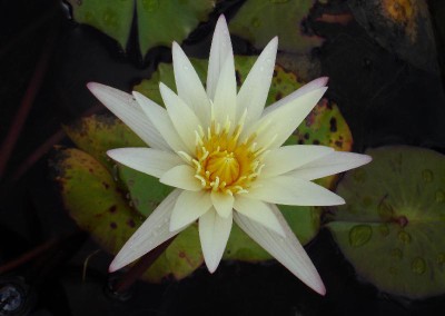 Nymphaea ‘Vanilla Sky’