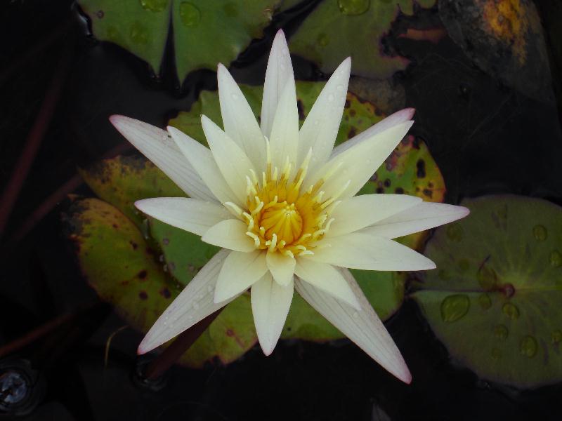 Nymphaea ‘Vanilla Sky’