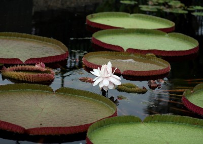 LilyFest 2014