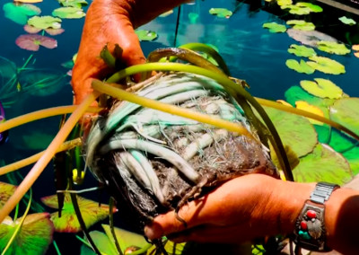 Planting A Tropical (Annual) Waterlily at the IWC with Tim Davis, Ken Landon and Zac DeGarmeaux.