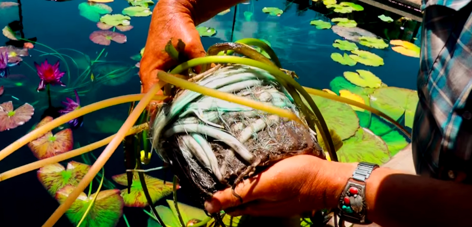 Planting A Tropical (Annual) Waterlily at the IWC with Tim Davis, Ken Landon and Zac DeGarmeaux.