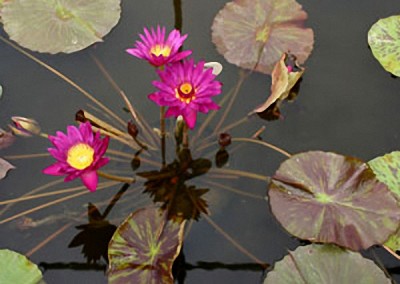 Nymphaea 'Virginia McLane'