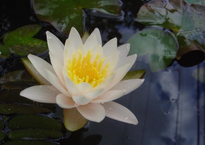 Nymphaea 'Walter Pagels'