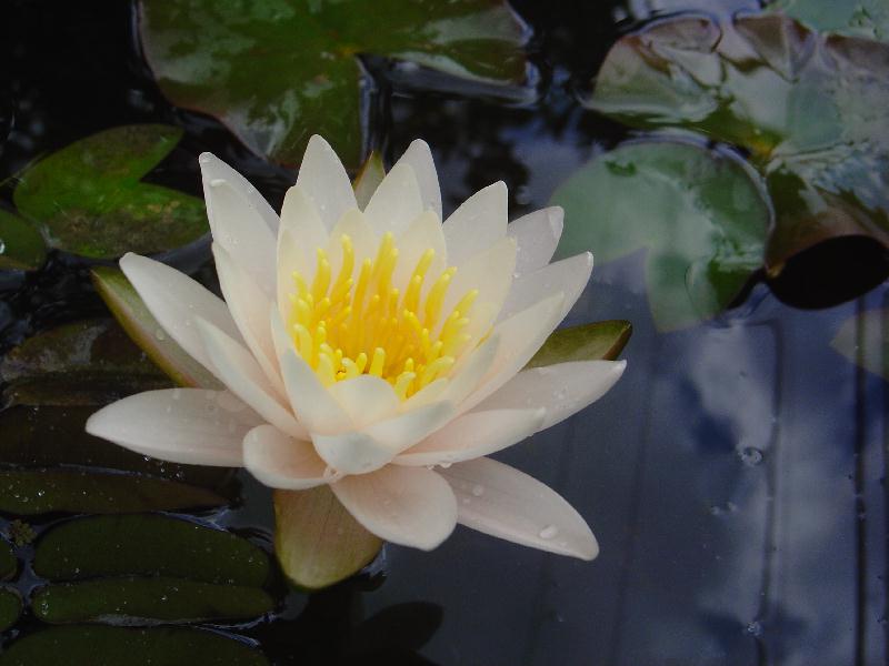Nymphaea ‘Walter Pagels’