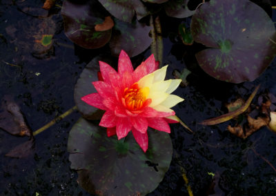 Nymphaea ‘Wanvisa'