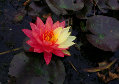 Nymphaea ‘Wanvisa'