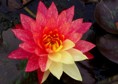 Nymphaea ‘Wanvisa'