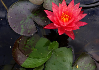 Nymphaea ‘Wanvisa'