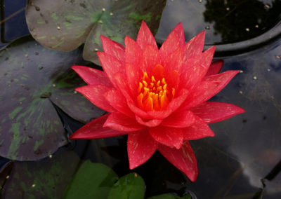 Nymphaea ‘Wanvisa'