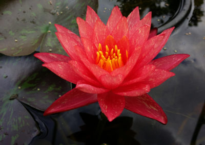 Nymphaea ‘Wanvisa'