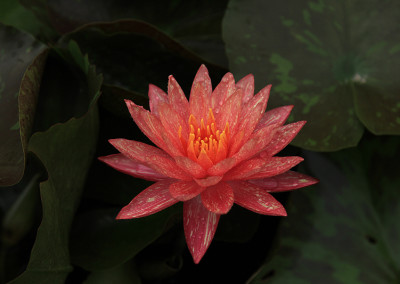 Nymphaea ‘Wanvisa'