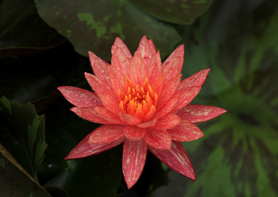 Nymphaea ‘Wanvisa'