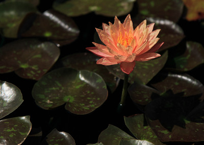 Nymphaea ‘Wanvisa'