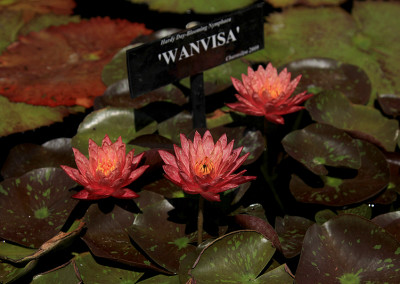 Nymphaea ‘Wanvisa'