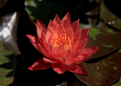 Nymphaea ‘Wanvisa'