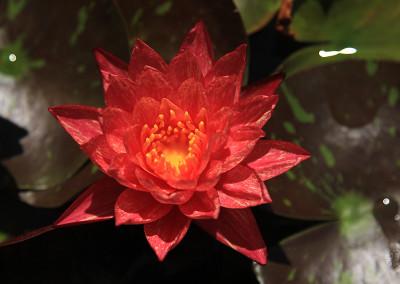 Nymphaea ‘Wanvisa'