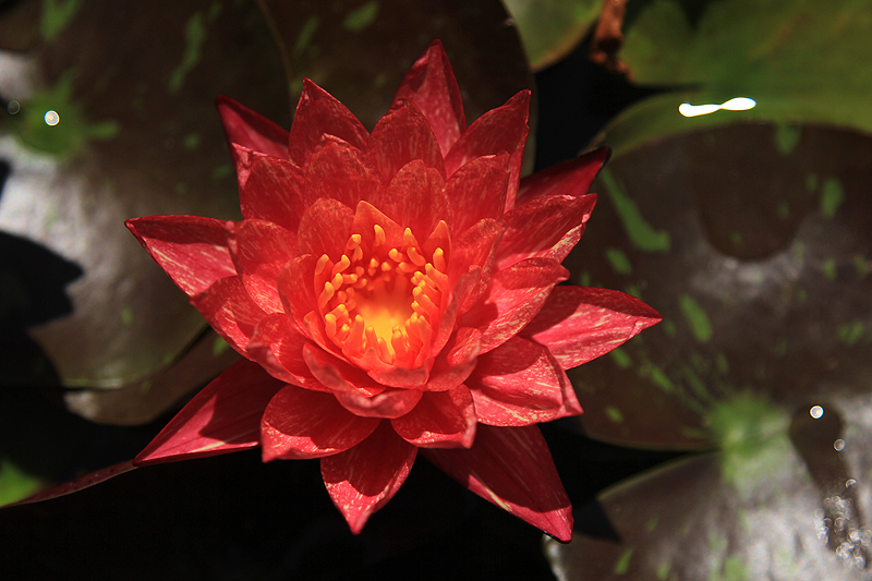 Nymphaea ‘Wanvisa’