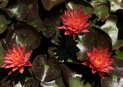 Nymphaea ‘Wanvisa'