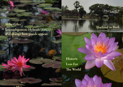 Waterlily & Lotus Chronicle