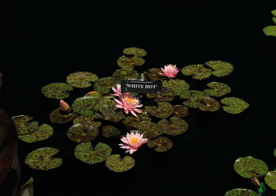 Nymphaea 'White Hot'