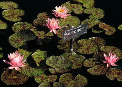 Nymphaea 'White Hot'