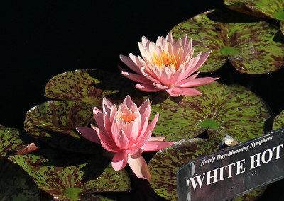 Nymphaea 'White Hot'