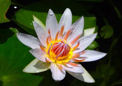 Nymphaea 'White Colorata'