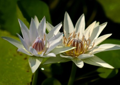 Nymphaea 'White Colorata'