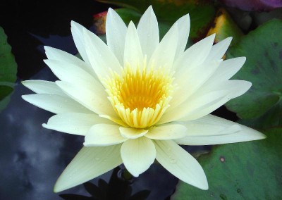 Nymphaea 'White Delight'