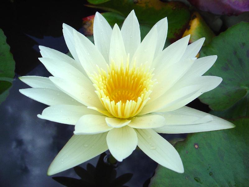 Nymphaea ‘White Delight’