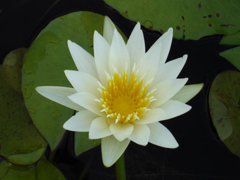 Nymphaea ‘White Pearl’