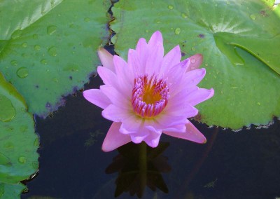 Nymphaea 'Wiboonlak'