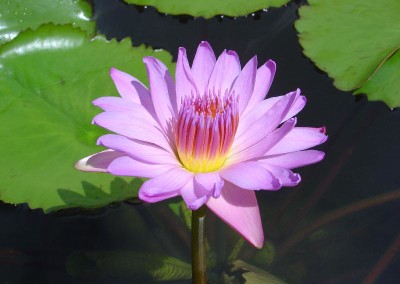 Nymphaea ‘Wiboonlak’