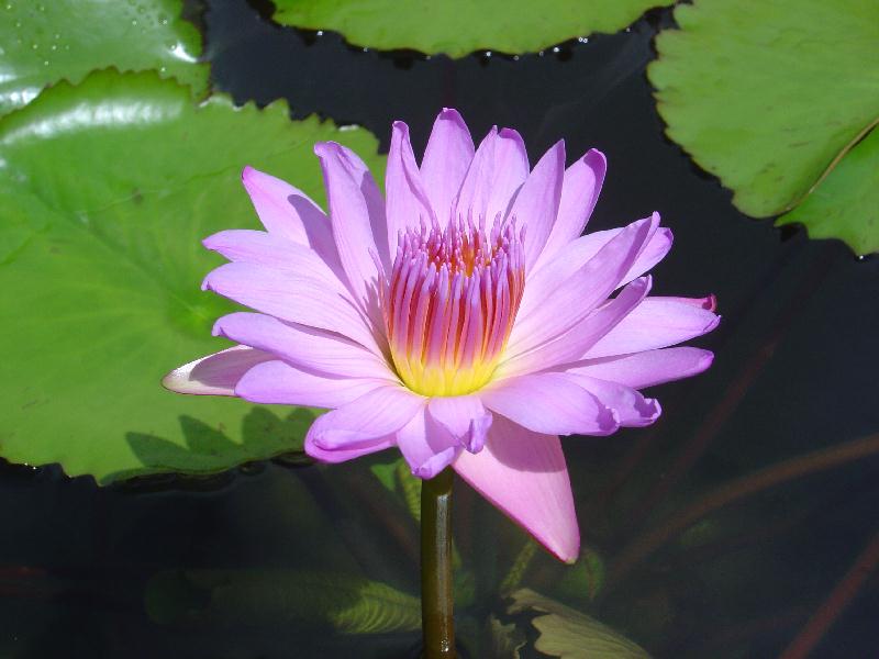 Nymphaea ‘Wiboonlak’