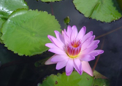 Nymphaea 'Wiboonlak'